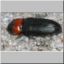 Cardiophorus ruficollis - Schnellkaefer 01b 7-8mm.jpg